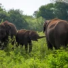 Udawalawe National Park